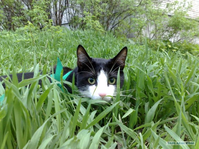 Котовторник в "КотоГетто"