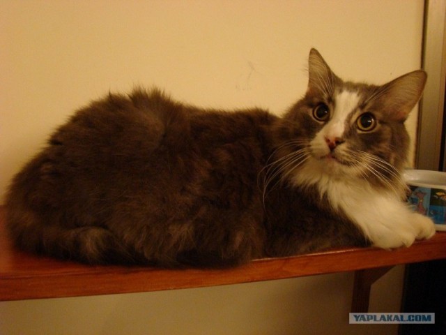 Котовторник 1.11.11