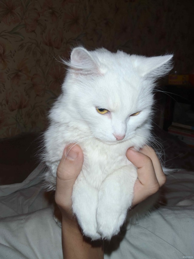 Котовторник!