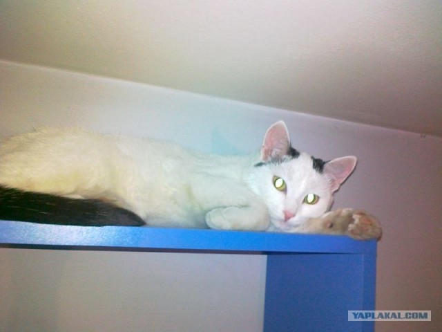 Котовторник 06.12.2011