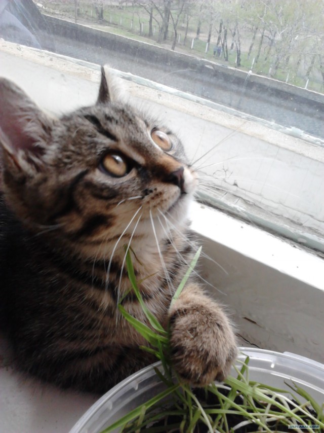 Котовторник (15.05.2012)