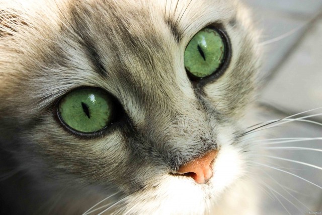 Котовторник 29.05.2012