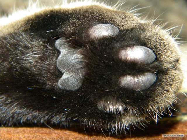 Котовторник   5.06.2012