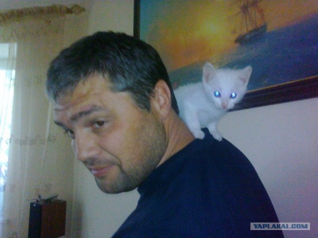 Котовторник  17.07.2012