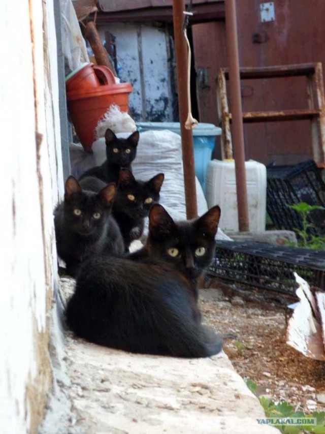 Котовторник  4.09.12