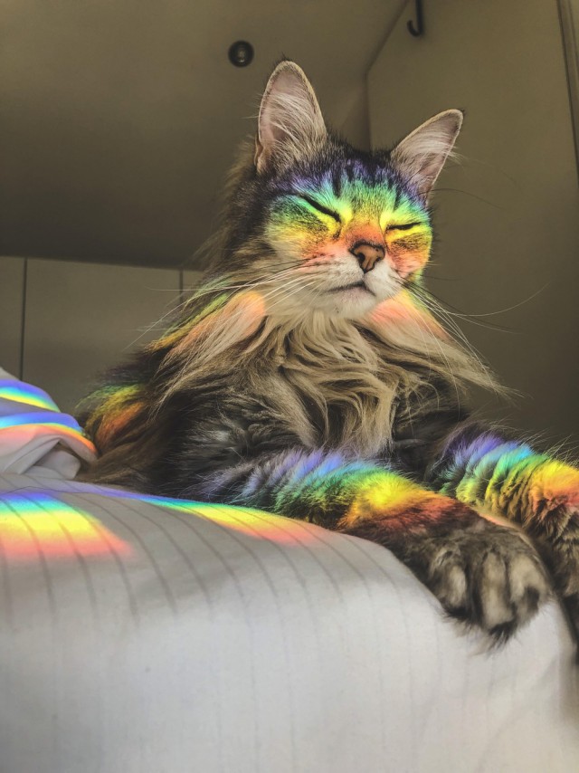 Прикольных котов пост