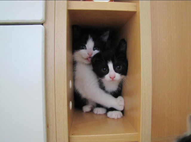 Котовторник однако