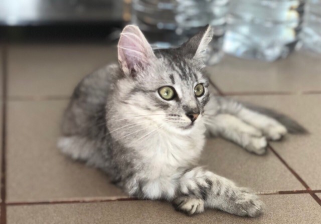 Забавные фото котеек