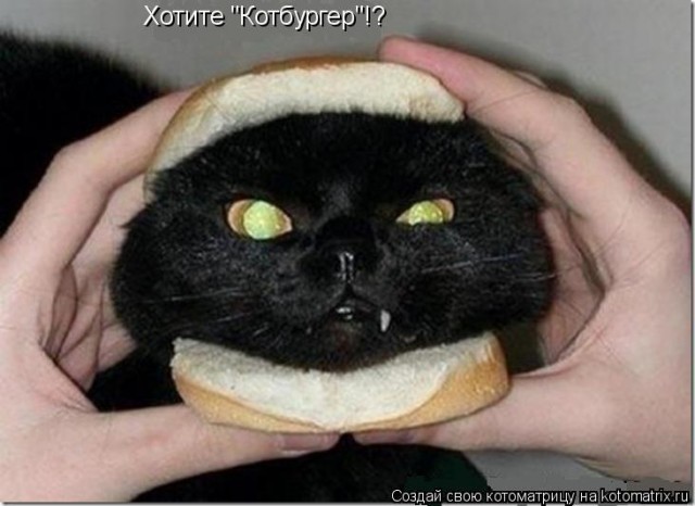 МакДональдс эксплуатирует котов