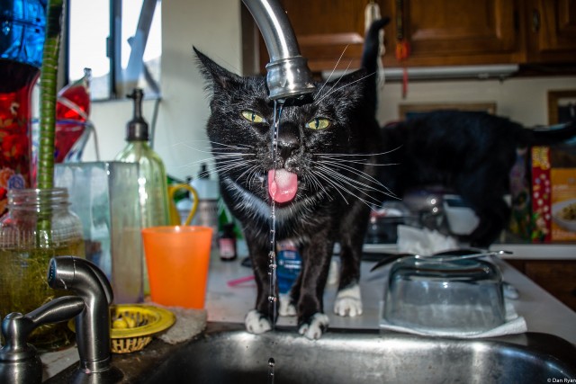 Коты из сети