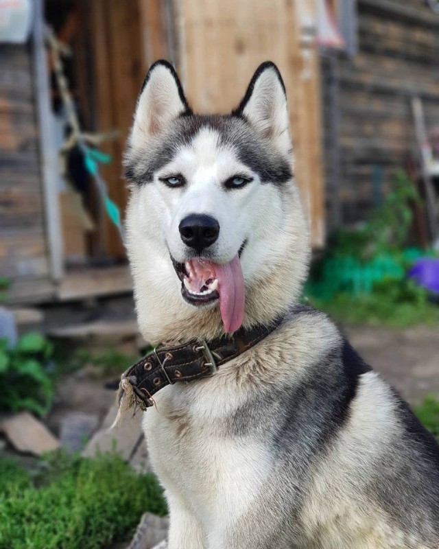 Зверушки