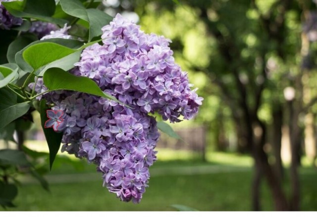 20 снимков «с запахами», которые можно почувствовать сквозь монитор