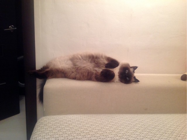 Котовторник