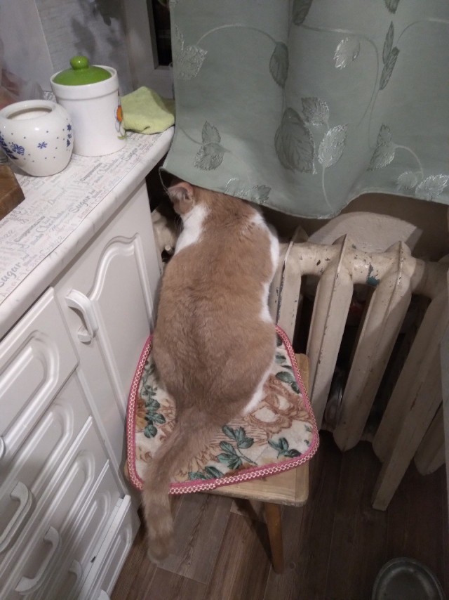 Котовторник 17.11.20