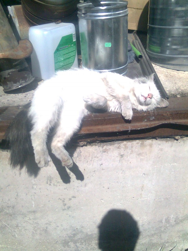 Дом мой. Кот не мой: 15 случаев, когда коты нагло вламывались в чужие дома