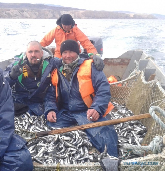 Вот так ловят корюшку на Камчатке, голыми руками