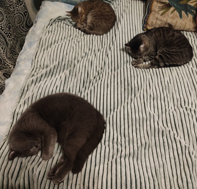 Котовторнику быть!