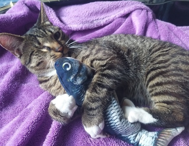 Котовторник же очередной