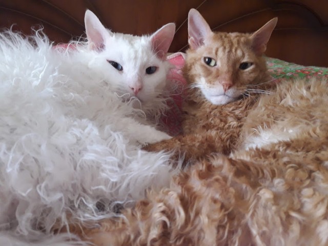 А котовторник уже начался?