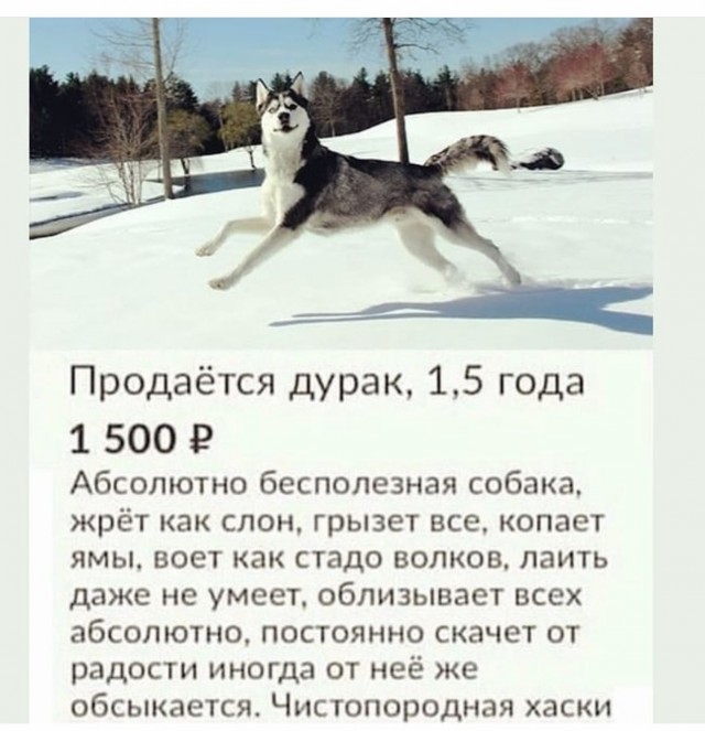 Хаски: ожидание и реальность