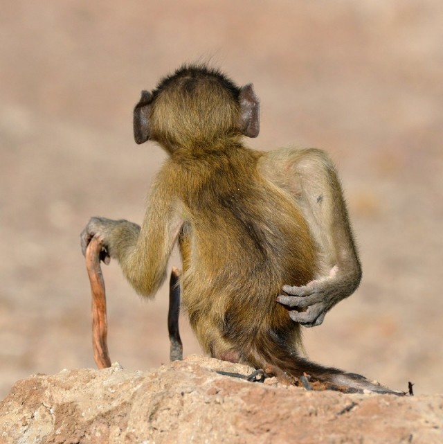 Лучшие фото конкурса Comedy Wildlife Photography Awards 2021