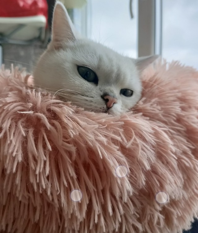Котовторниковское
