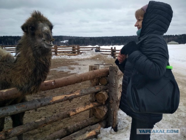 Для успокоения нервной системы