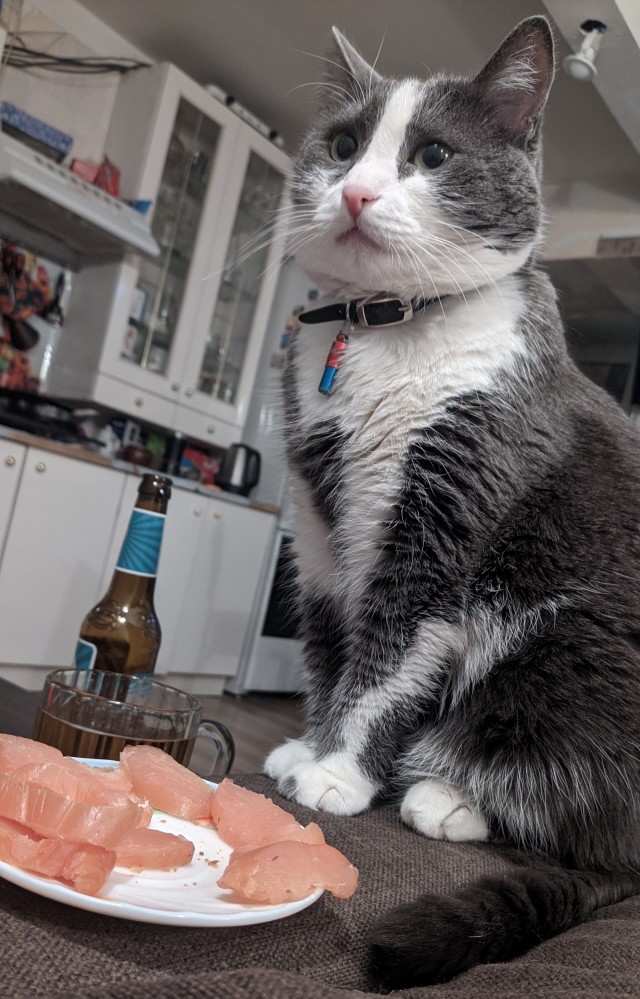 Котовторник вроде.