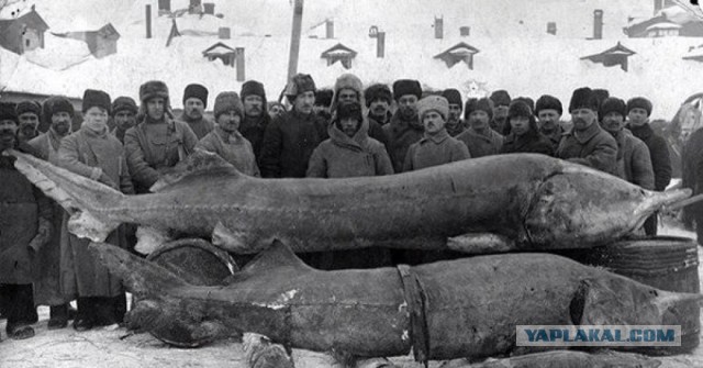 Это вам не икру ложками жрать...