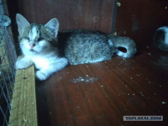 Котики в беде