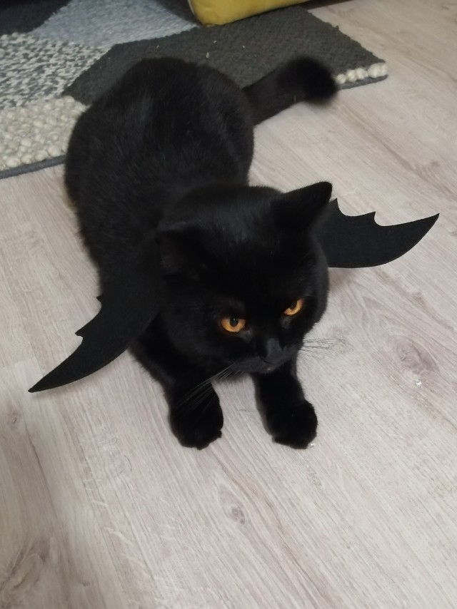 Котовторник 18.10.22