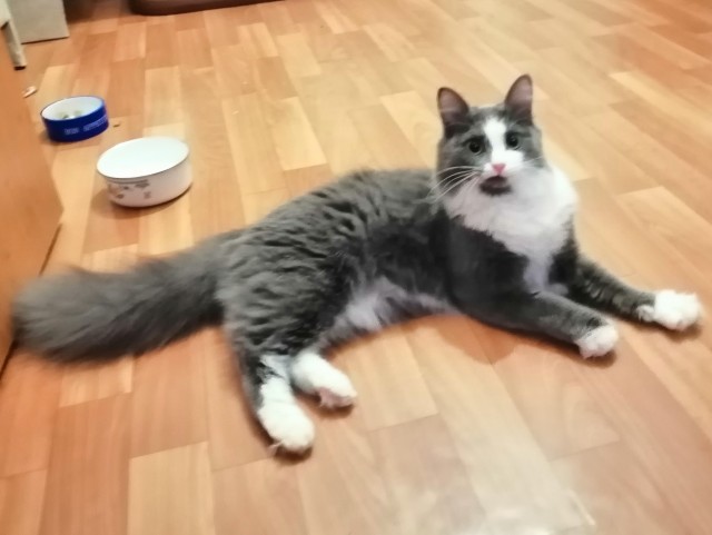 Котовторник, пополнение