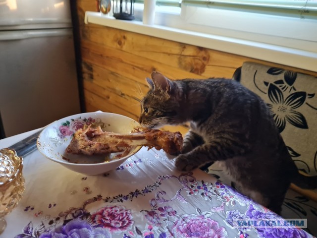 Коточетверг!