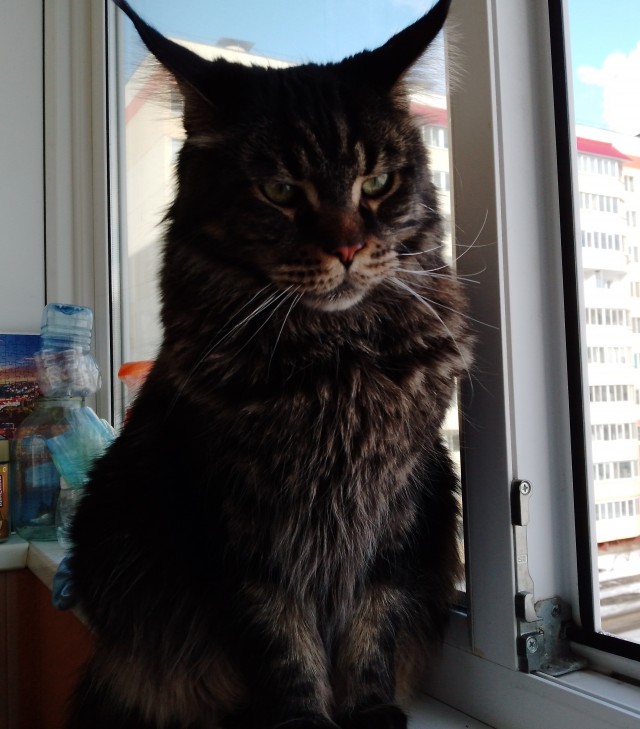Сегодня всемирный день кошек!