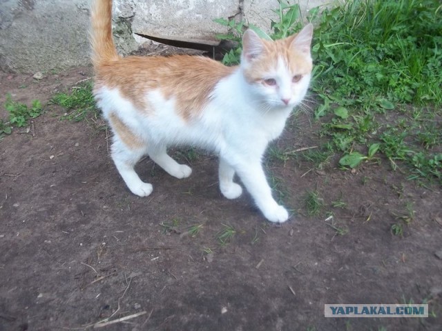 Жизнь домашнего приюта для котеек 444