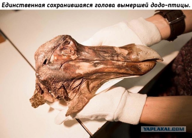 Небольшая подборка исторических фото