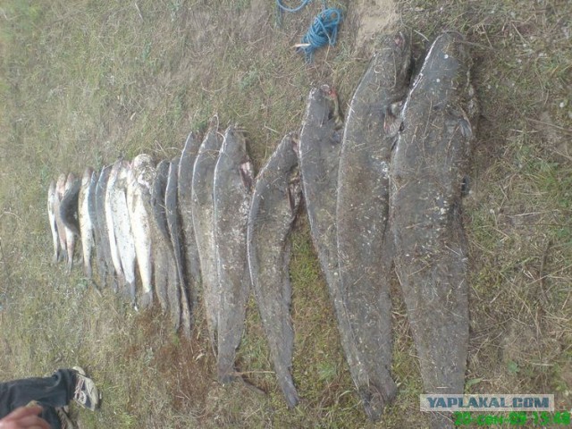 Грибы из Гомеля