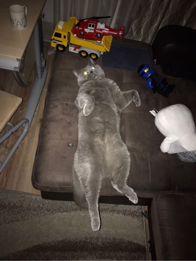 Кот и его сын