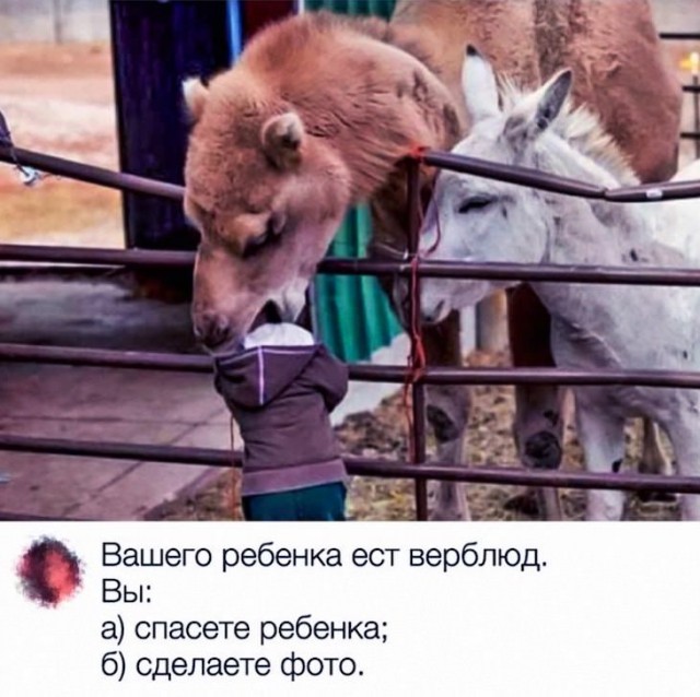 Курица сообразила, как работает её кормушка