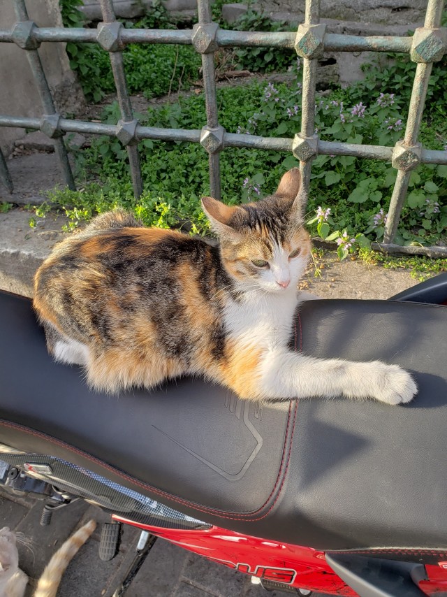 Стамбульские котики