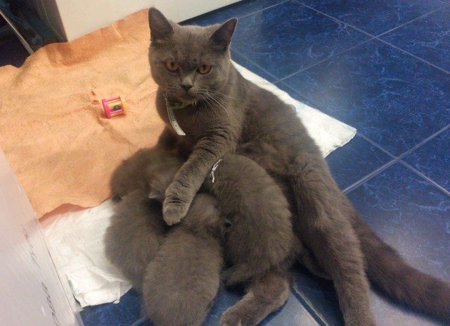 Всех с котовторником
