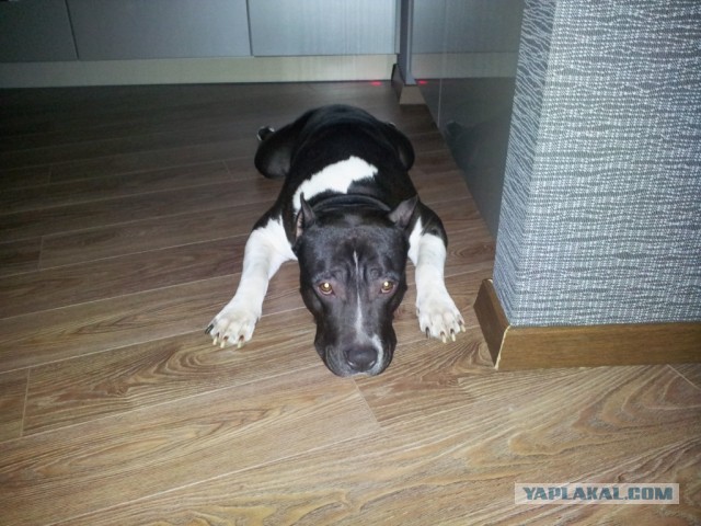 Фокус с хвостом! Кто сможет повторить..?