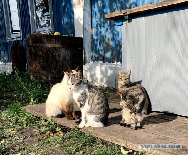Деревенская кошка