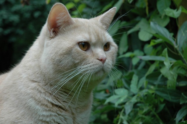 Котовторник 21.05.2013