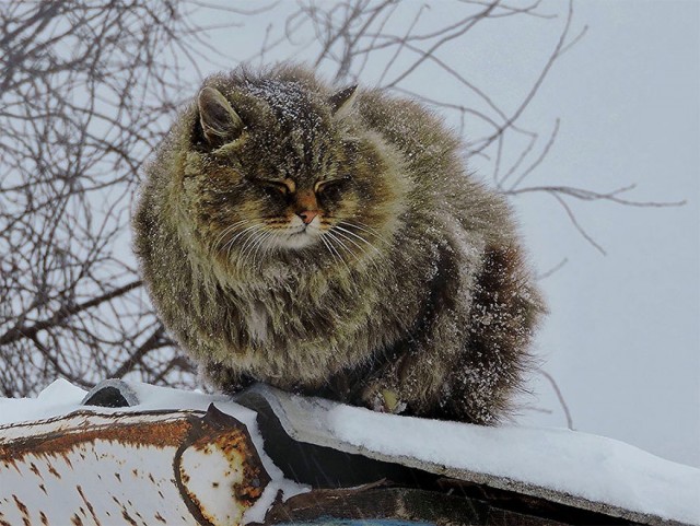 Подборка морозных фото!