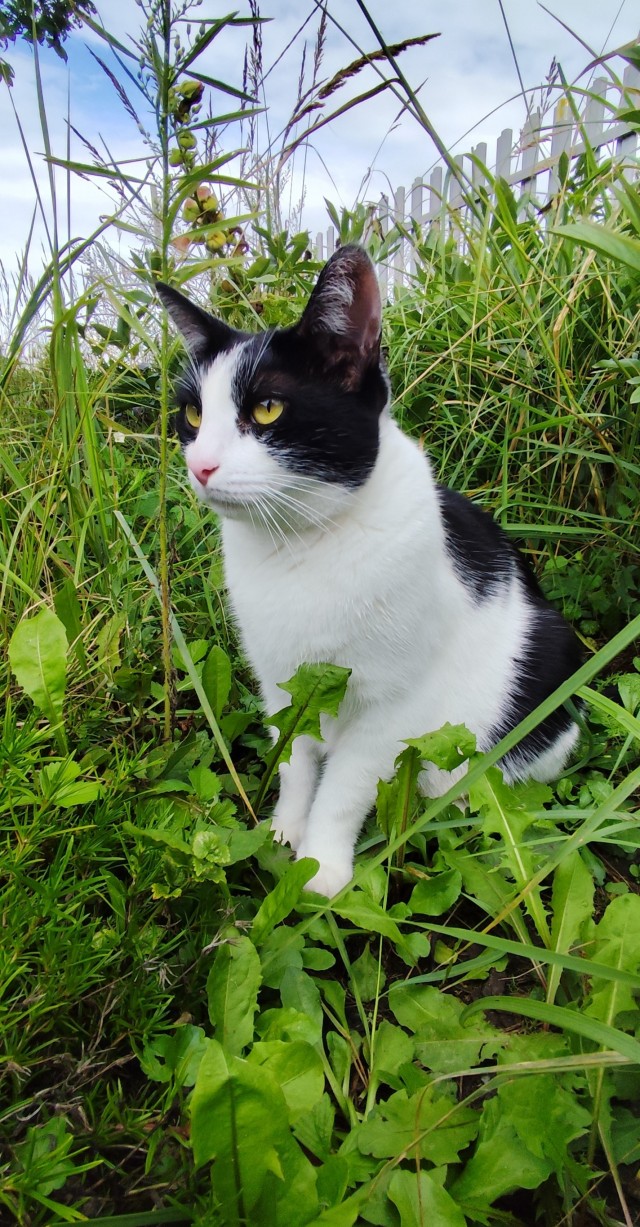 Нужна помощь по котейке!