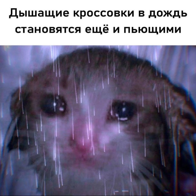 Немного забавных картинок от 11.09.2024