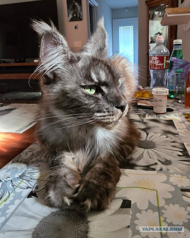 Котовторник