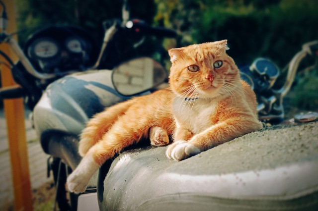 Открытие мотосезона