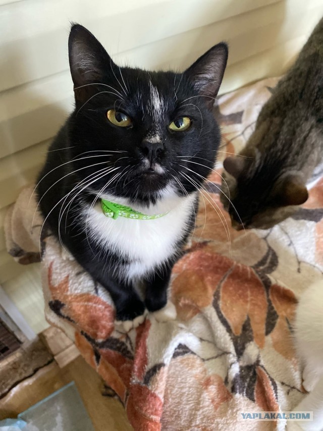 Приюту очень нужны одноразовые пеленки большого размера⁠⁠